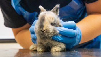 Rabbit store veterinarian cost